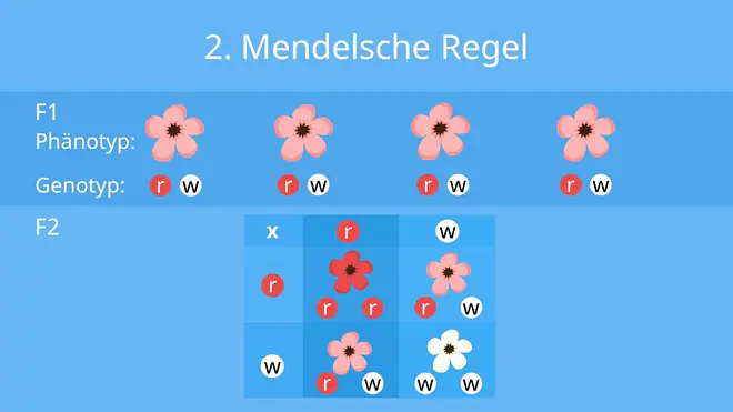 Phänotyp, Genotyp, 2. mendelsche Regel, Kreuzungsschema; Blütenfarbe, intermediärer Erbgang