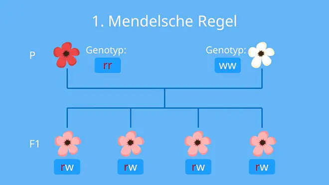 Mendelsche Regeln, Uniformitätsregel, Spaltungsregel, Vererbung, Blütenfarbe, rosa, weiß, Beispiel. Phänotyp, Genotyp, Parentalgeneration, F1-Generation