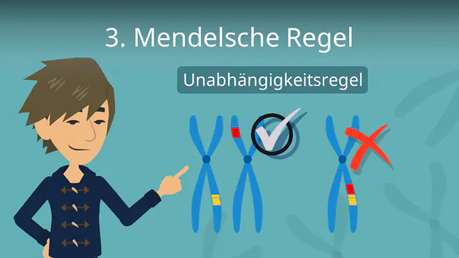Zum Video: 3. Mendelsche Regel