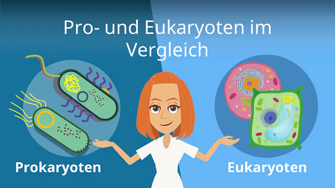 Zum Video: Pro- und Eukaryoten im Vergleich