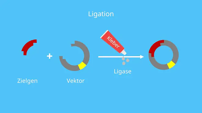 Vektor, Insert, Restriktion, Ligation, rekombinantes Plasmid, Insert