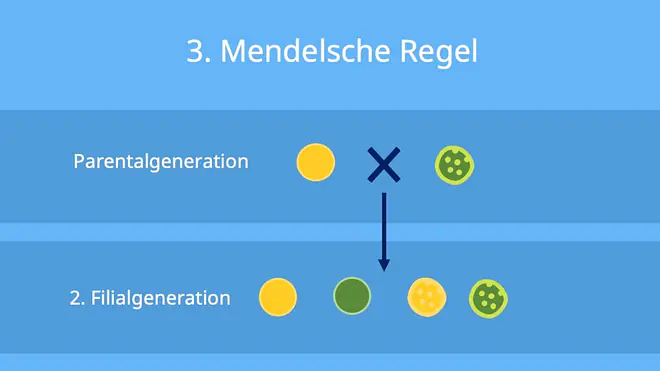 Unabhängigkeitsregel, Parentalgeneration, Filialgeneration, Erbsensamen, Erbsenfarbe, dihybrider Erbgang, Dihybridenkreuzung