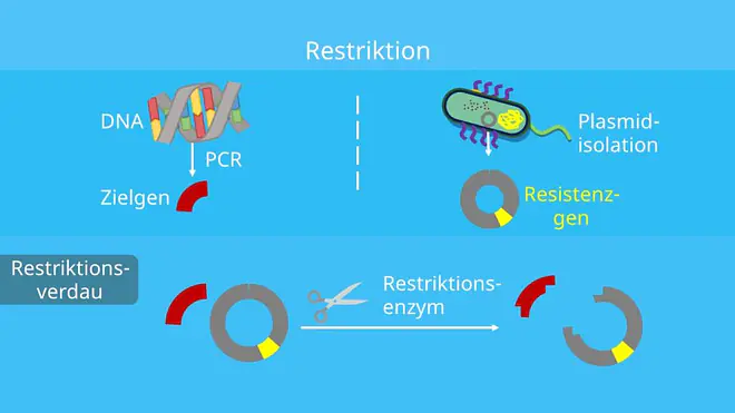Klonierung, Restriktion, Ligation, Restriktionsverdau, Transformation, Selektion, Plasmid, Vektor