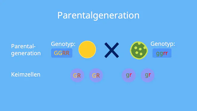 3. Mendelsche Regel, Uniformitätsregel, Parentalgeneration, Dihybride, Dihybridenkreuzung, Erbsensamen