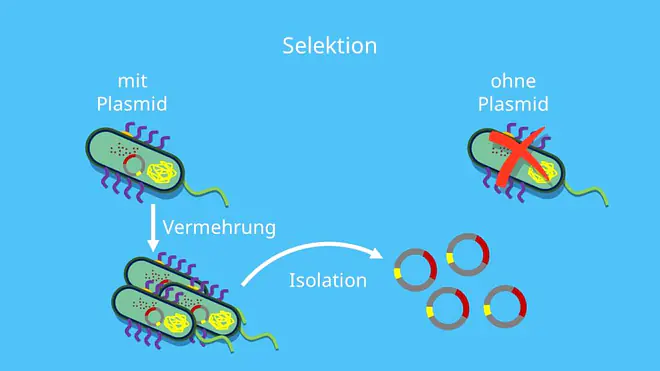 Klonierung, Restriktion, Ligation, Restriktionsverdau, Transformation, Selektion, Plasmid, Vektor