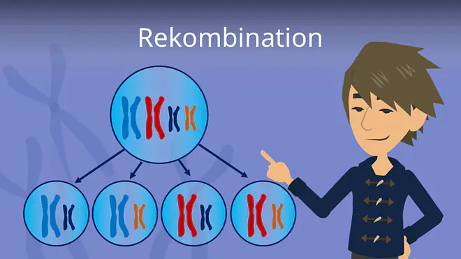 Zum Video: Rekombination