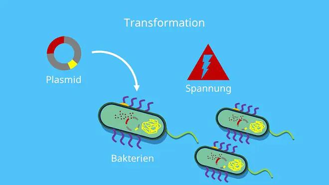 Klonierung, Restriktion, Ligation, Restriktionsverdau, Transformation, Selektion, Plasmid, Vektor