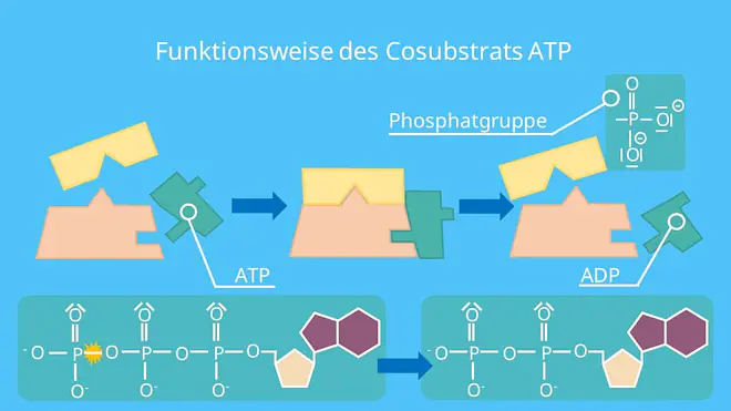 Coenzyme, Cosubstrate, Coenzyme Wirkungsweise