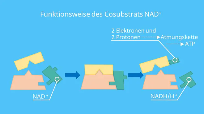NAD Coenzym, NAD+, Coenzyme Wirkungsweise