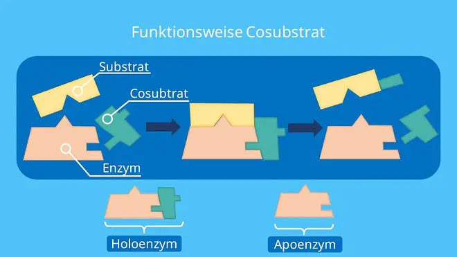 Cosubstrate, Coenzyme, Apoenzym, Holoenzym