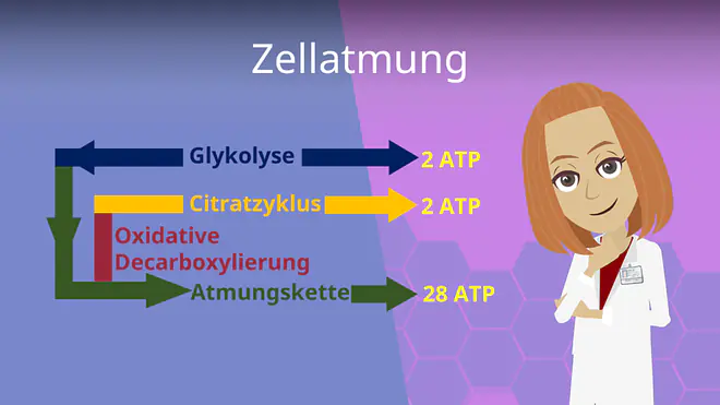 Zum Video: Zellatmung