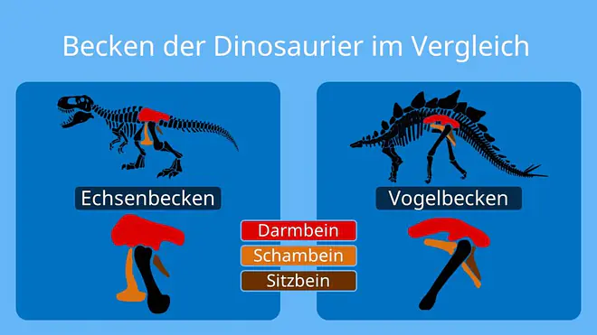 Die Grafik vergleicht das Echsenbecken und das Vogelbecken der Dinosaurier und zeigt dabei die unterschiedliche Anordnung von Darmbein, Schambein und Sitzbein.