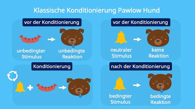 Pawlowsche Hunde, Ivan Pawlow, Konditionierung, Futter, Speicheln, Klingel, Glocke, unconditioned stimulus, conditiond stimulus, unconditioned respose, conditioned response, neutral stimulus, beispiele