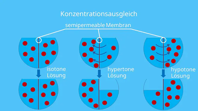 Zelle, Osmose, Zellmembran, Wasser, hyperton, hypoton