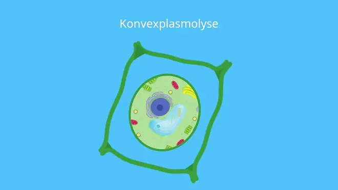 Plasmolyse, Pflanzenzelle, Protoplast, Konvex