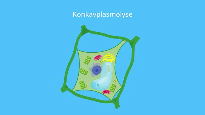 Protoplast, Plasmolyse, Pflanzenzelle, konkav