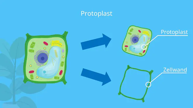 Protoplast, Zelle, Plasmolyse, Zellwand
