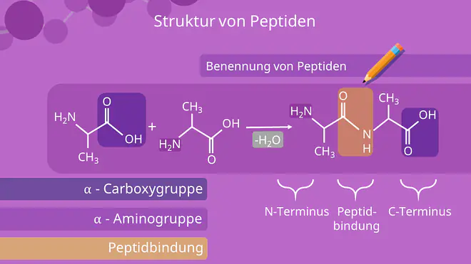Peptide - Struktur, Benennung, Carboxygruppe, Aminogruppe, Peptidbindung