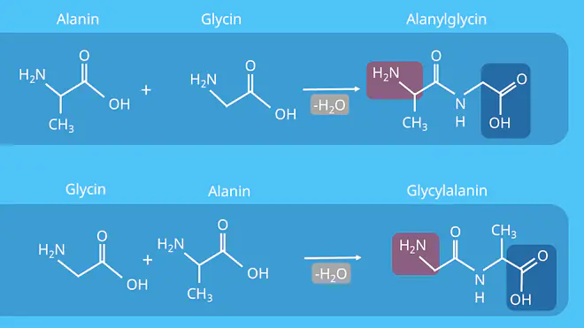 Dipeptide - Alanylglycin und Glycylalanin, Peptide
