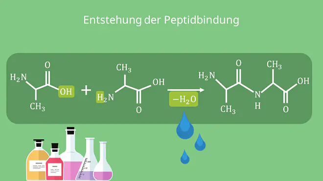 Entstehung der Peptidbindung, Struktur, Formel, Strukturformel