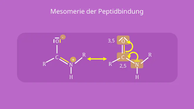 Peptidbindung - Mesomerie, Struktur, Formel, Strukturformel