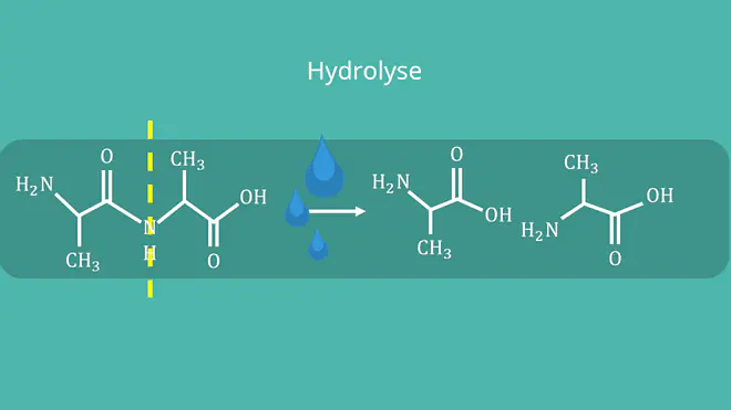 Peptidbindung - Hydrolyse, Struktur, Formel, Strukturformel