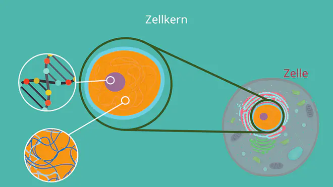 Zellkern, Kernmembran, DNA, mRNA, Nucleolus, Nukleus 