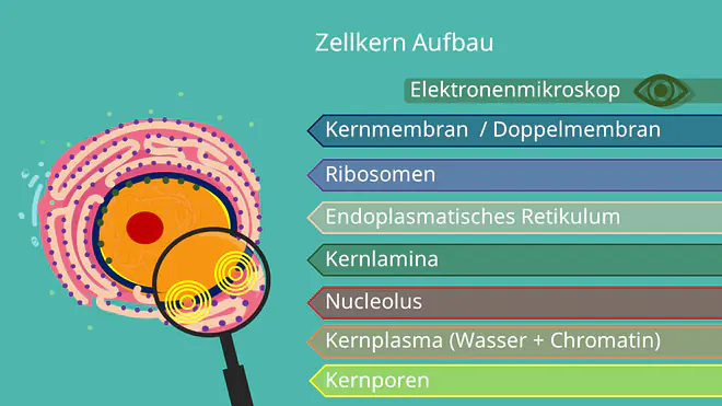 Zellkern Aufbau Bild, Grafik, Veranschaulichung