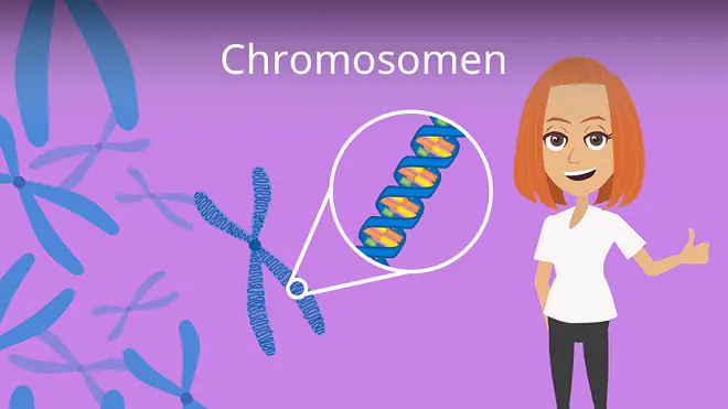 Zum Video: Chromosomen