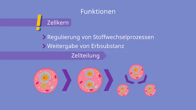Zellkern Funktionen - Zellteilung Vorgang, Grafik, Veranschaulichung