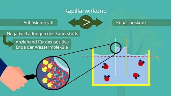 Kapillarwirkung Adhäsion
