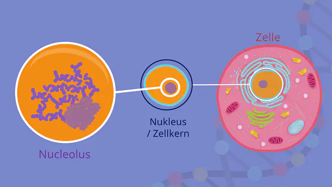 Nucleolus, Nukleus, Zellkern