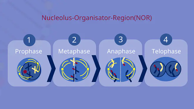 NOR, Nucleolus, Nucleolus Organisator Region