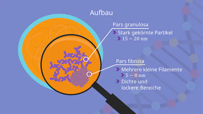 Nucleolus Aufbau, Pars fibrosa, Pars granulosa