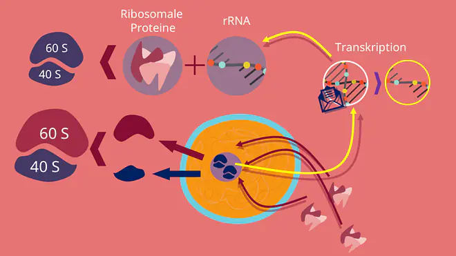 Nucleolus, Funktion, Prä Ribsomen, Ribosomen