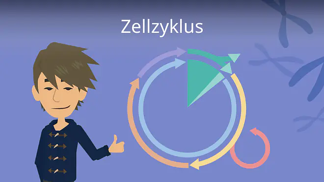 Zum Video: Zellzyklus