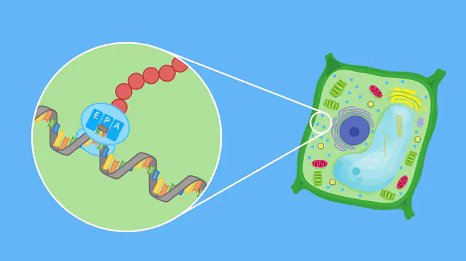 Translation, tRNA, mRNA, Ribosom, Proteinbiosynthese, Aminosäure, Protein, Basen, Triplett