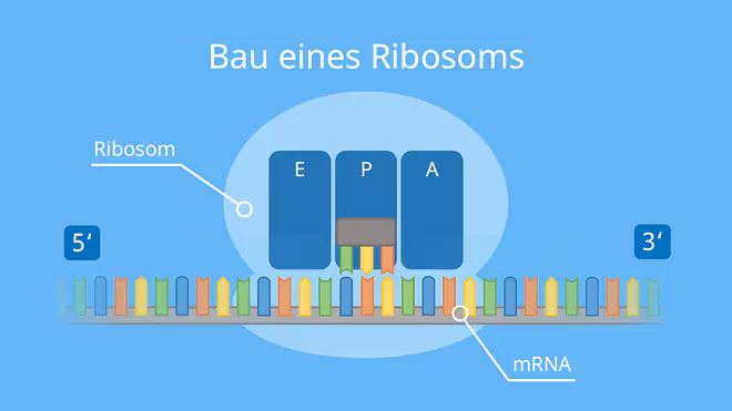 Bau eines Ribosoms, Ribosom, Stellen, Aminoacyl, Polypeptid, Exit, Proteinbiosynthese, Translation, mRNA