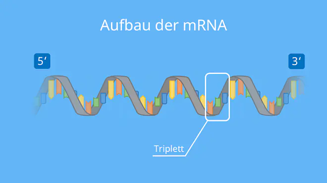 Aufbau der mRNA, mRNA, Einzelstrang, Helix, Nukleotid, Triplett