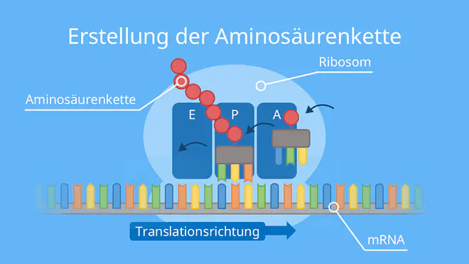 Erstellung der Aminosäurenkette, Alongation, Proteinbiosynthese, Translation, Ribosom, Protein, tRNA, mRNA