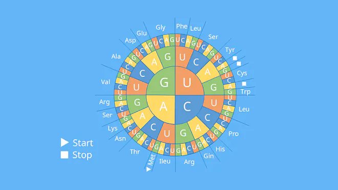 Code-Sonne, Aminosäure, Triplett, Basen, genetischer Code, Translation