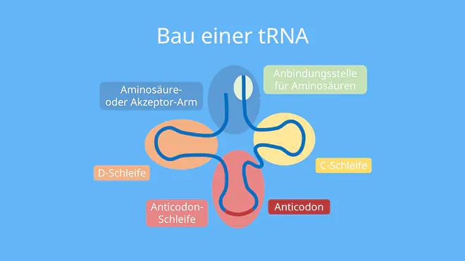 Bau einer tRNA, RNA, Proteinbiosynthese, Translation, Anti-Codon, Anticodon-Schleife