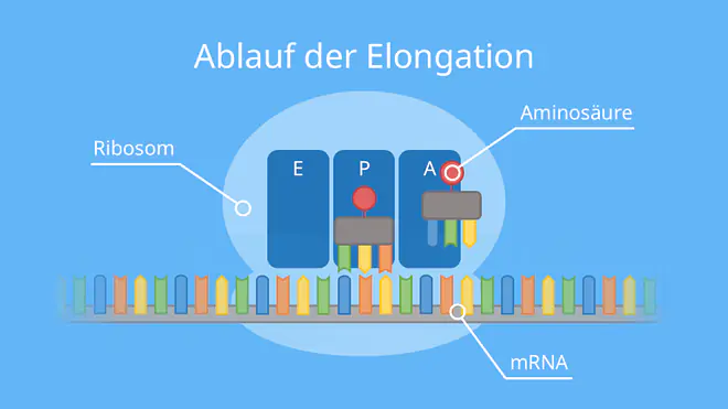 Ablauf der Elongation, Translation, Proteinbiosynthese, tRNA, Ribosom, mRNA