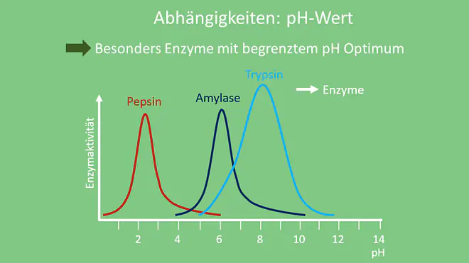 Reaktionsgeschwindigkeit pH Wert, Reaktionsgeschwindigkeit pH-Wert, Reaktionsgeschwindigkeit Abhängigkeiten