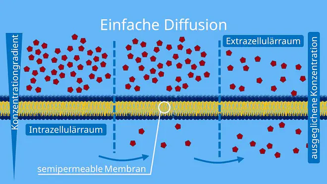 Einfache Diffusion, Diffusion, semipermeable Membran, Biomembran, passiv, Phospholipide, semipermerable Membran, semipermeable Wand, Stofftransport durch Biomembran, selektiv permeabel 