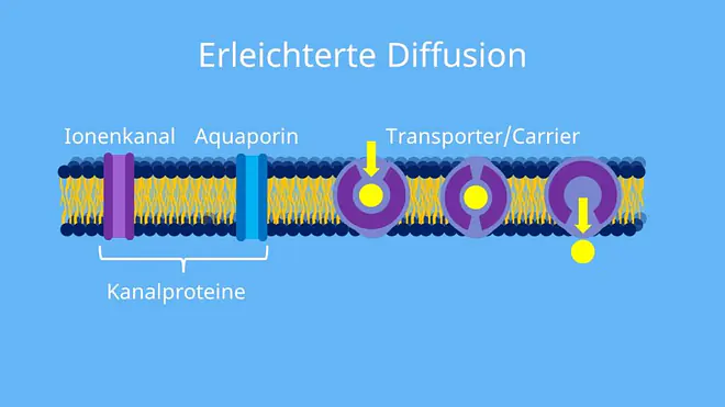 semipermerable Membran, semipermeable Wand, Stofftransport durch Biomembran , selektiv permeabel, Kanalproteine, Carrier