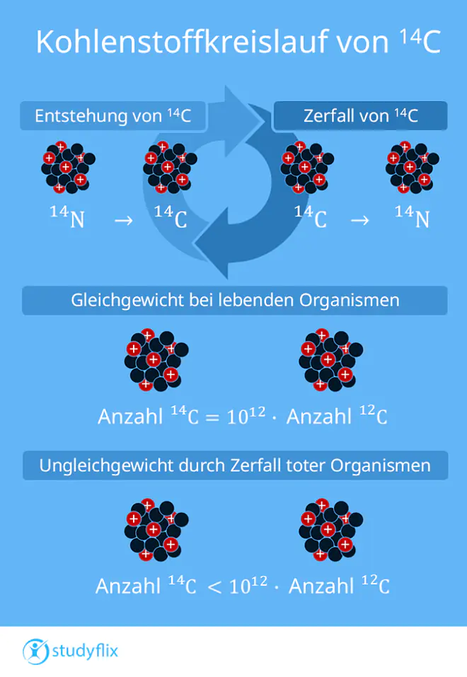 Ein Bild zeigt den Kohlestoffkreislauf von C14. Ein Stickstoffatom 14N wird durch eine Kernumwandlung zu einem Kohlestoffatom 14C. Das zerfällt später wieder zu einem Stickstoffatom. Bei lebenden Organismen hält sich dadurch das Verhätnis von 12C zu 14C im Gleichgewicht. Bei toten Organismen findet nur noch der Zerfall statt. Deswegen sinkt die Anzahl von 14C-Kernen.