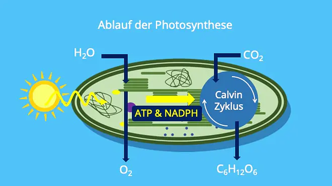 Lichtreaktion, Dunkelreaktion, Chloroplasten, Calvin Zyklus, ATP, NADPH, Glucose, Stroma, Thylakoide