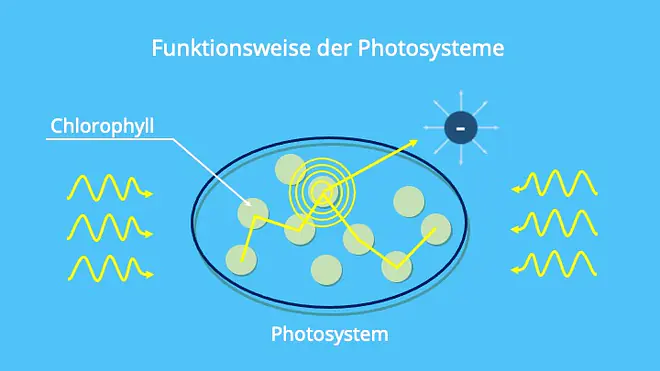 Chlorophyll, Chloroplasten, Photosynstem I,II, P700, P680, Photonen, Elektrone, Photosynthese, Lichtreaktion