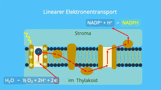 Photosynthese, Photosysteme, Chloroplasten, Thylakoidmembran, Elektronentransportkette, ATP-Synthase, Photophosphorylierung